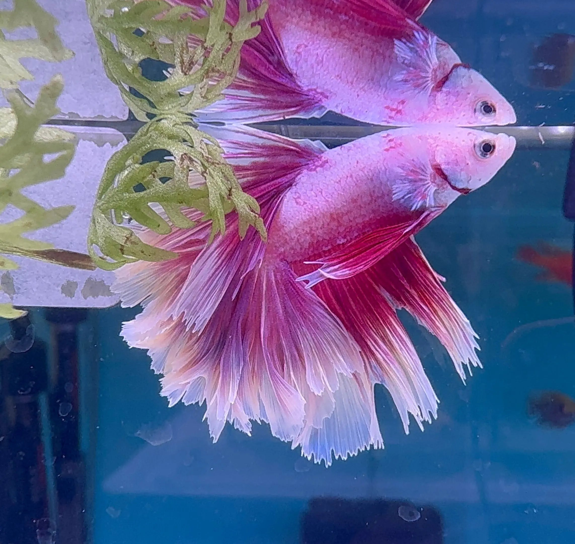 Betta Male - A Grade Half Moon Lavender L2 Micro Aquatic Shop
