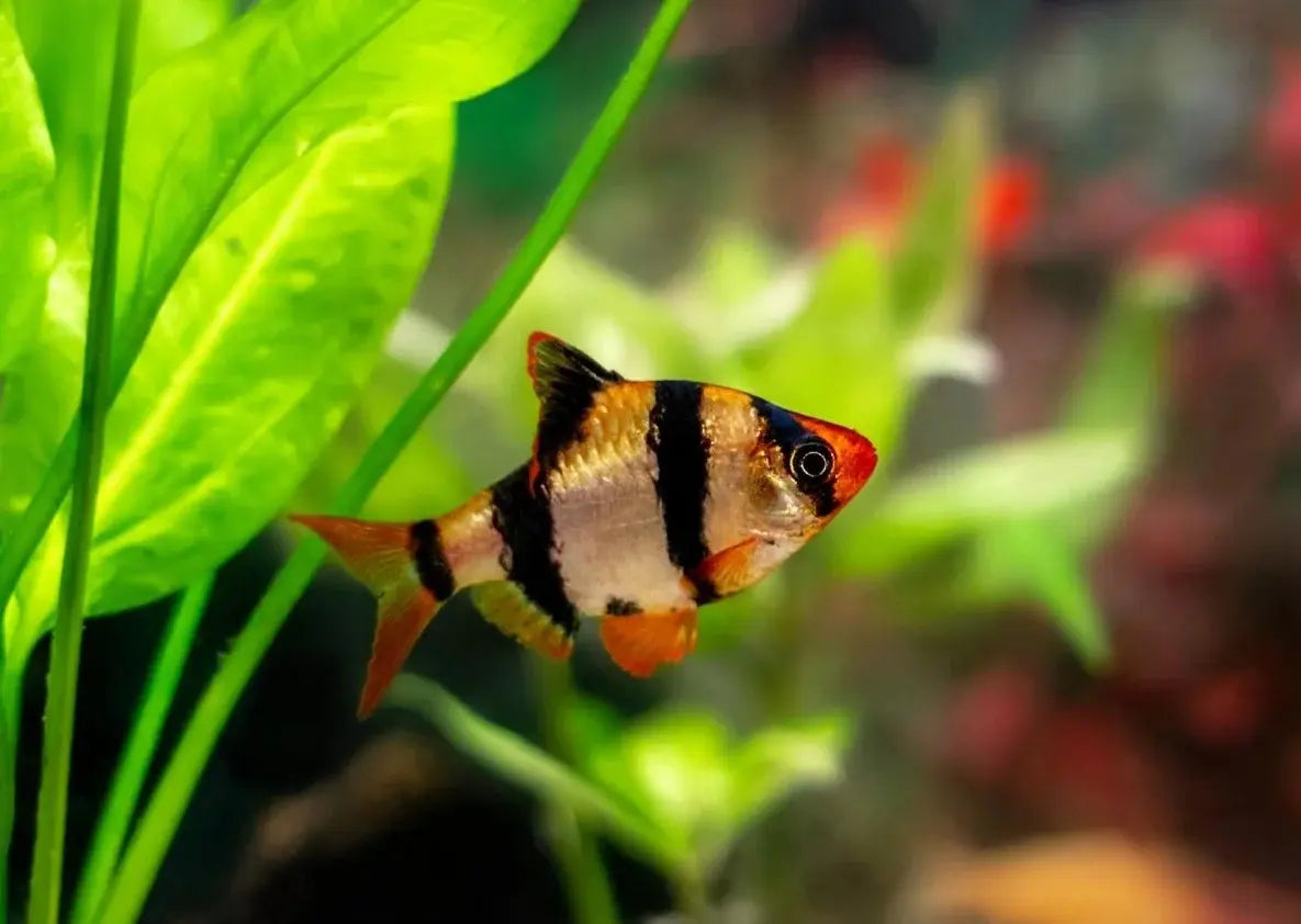 Flash Sale Barb - 6x Assorted Barb