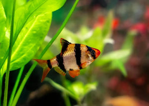Flash Sale Barb - 6x Assorted Barb Micro Aquatic Shop