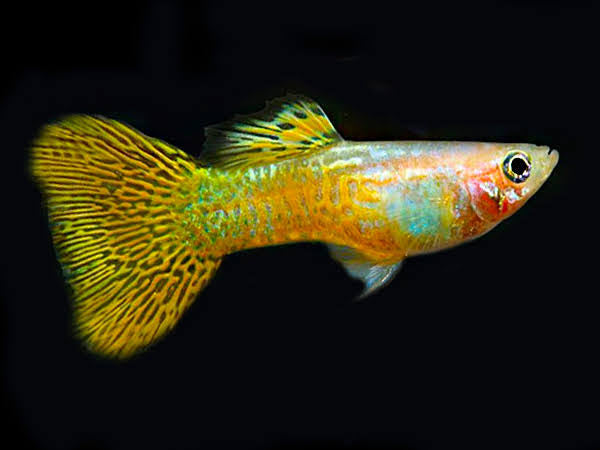 Gold Snakeskin Guppy
