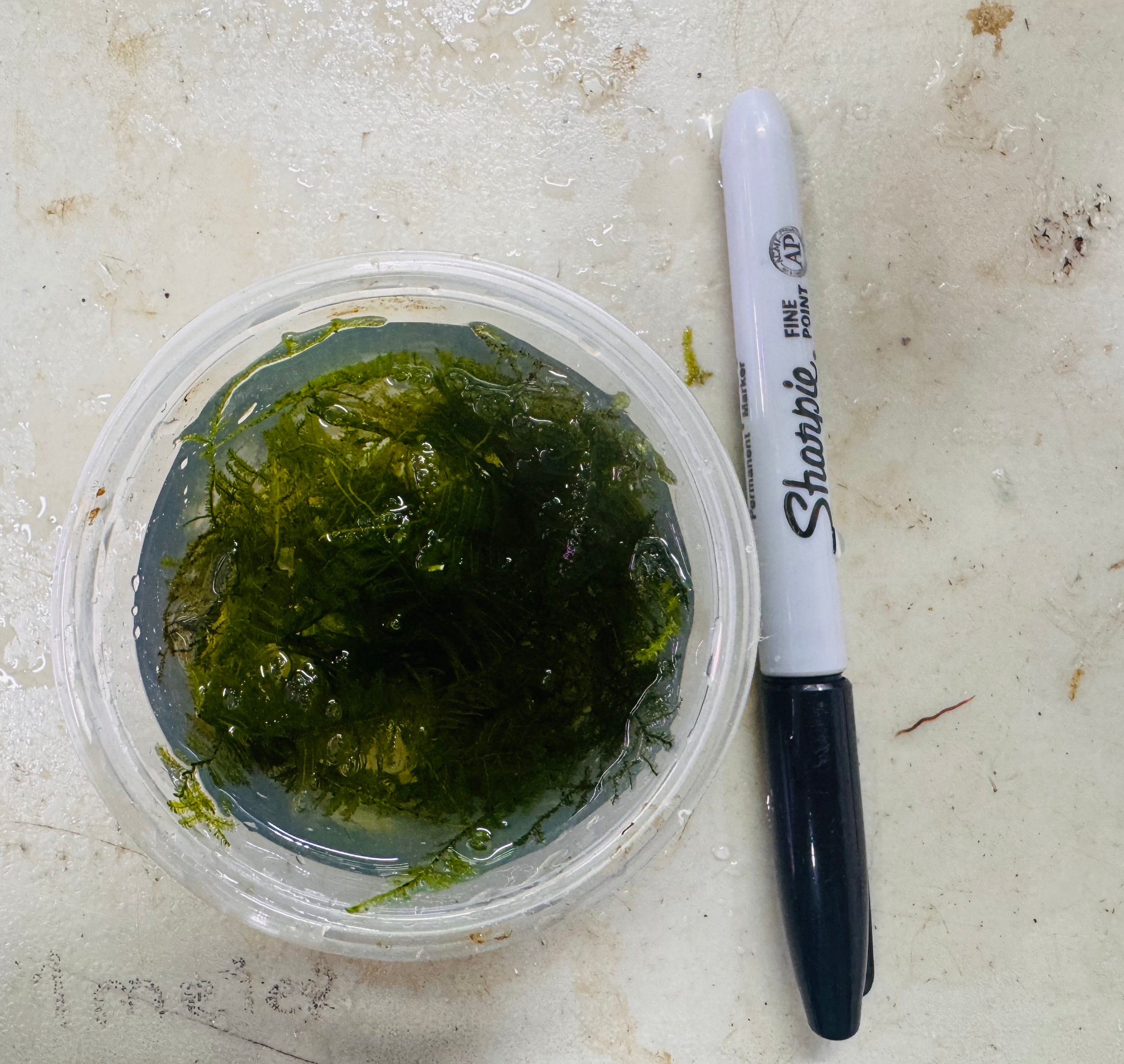 Vesicularia Montagnei -  Christmas Moss