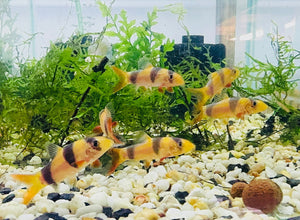 BUY 2 GET 1 FREE Clown Loach 4cm Micro Aquatic Shop