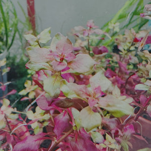 Ludwigia sp. Mini Super Red Micro Aquatic Shop