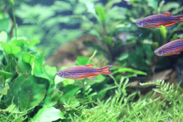 Danio- Red Fin 3cm