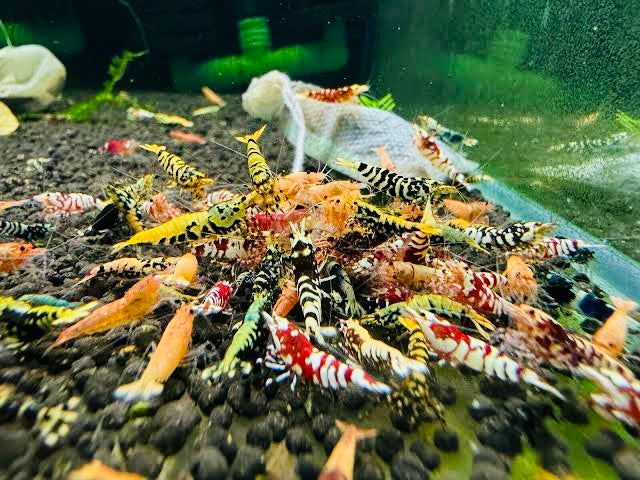 5x Mix Caridina Shrimp
