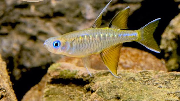 Rare - Northern Pacific Blue Eyes 6cm