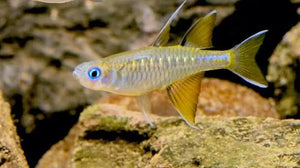 Rare - Northern Pacific Blue Eyes 6cm Micro Aquatic Shop