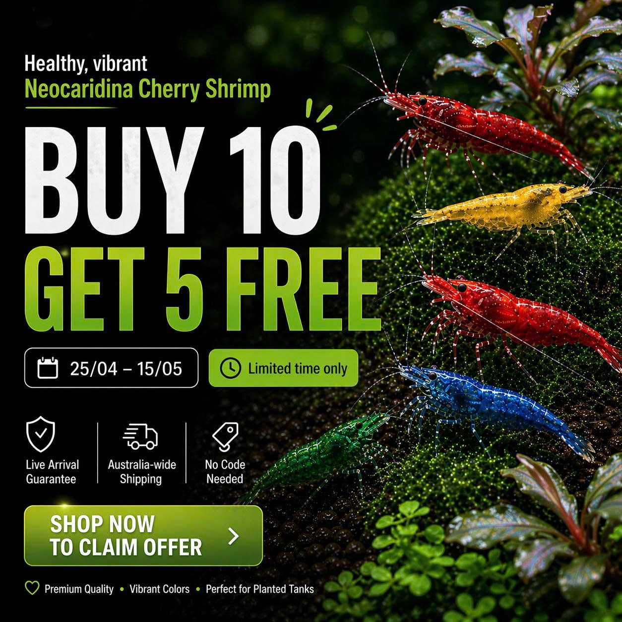 BUY 10 GET 5 FREE - BIGGEST CHERRY SHRIMP OFFER Micro Aquatic Shop