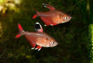Rosy Tetra 3.5cm Show Micro Aquatic Shop