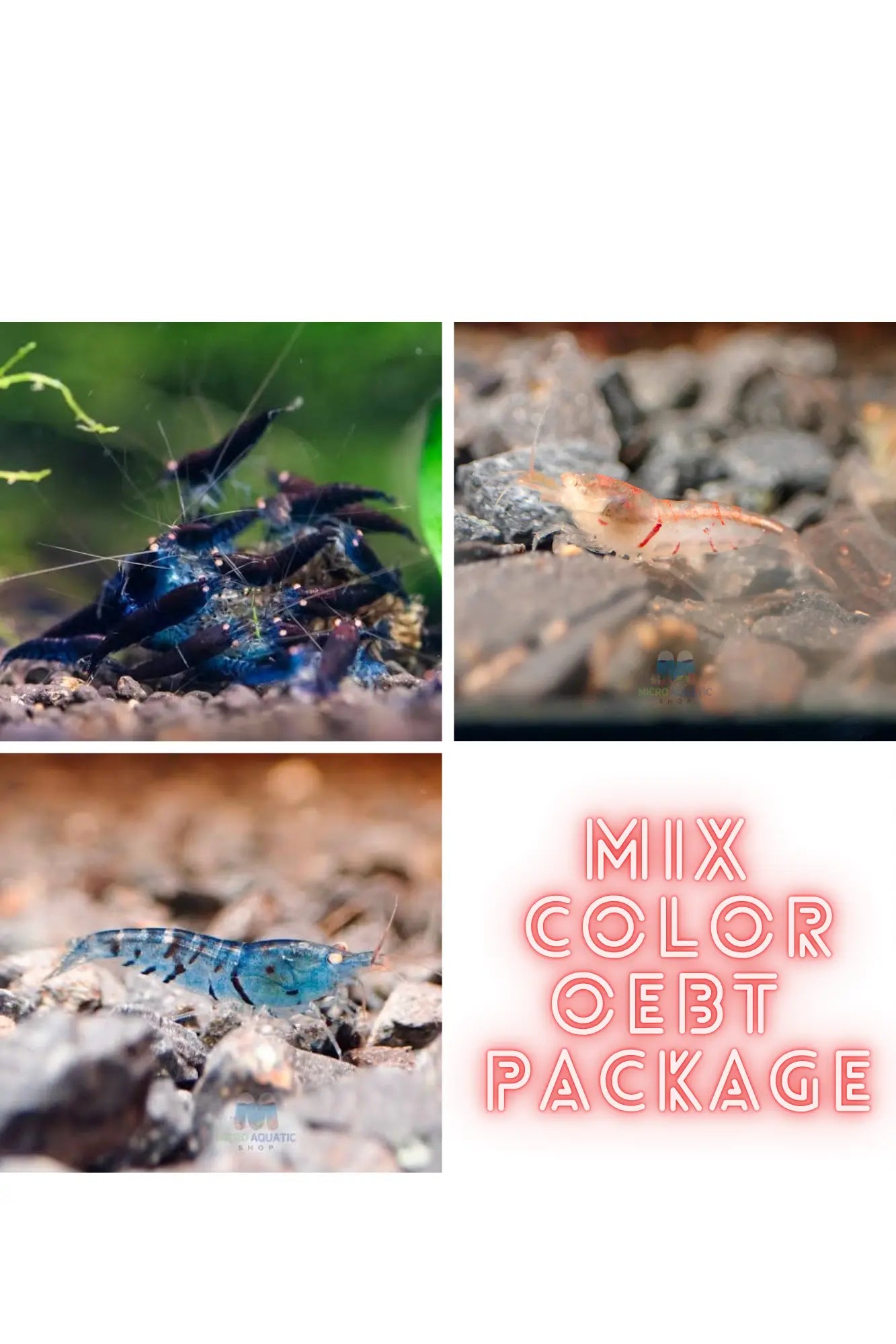 Mix Color Orange Eyes Tiger Shrimp Micro Aquatic Shop