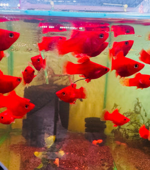 Platies – Coral Red Balloon Micro Aquatic Shop