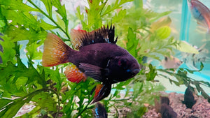 Rams - Balloon Dark knights 4cm Micro Aquatic Shop