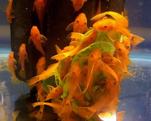 BUY 2 GET 1 FREE Super Red Pleco (ANCISTRUS SP.) Micro Aquatic Shop