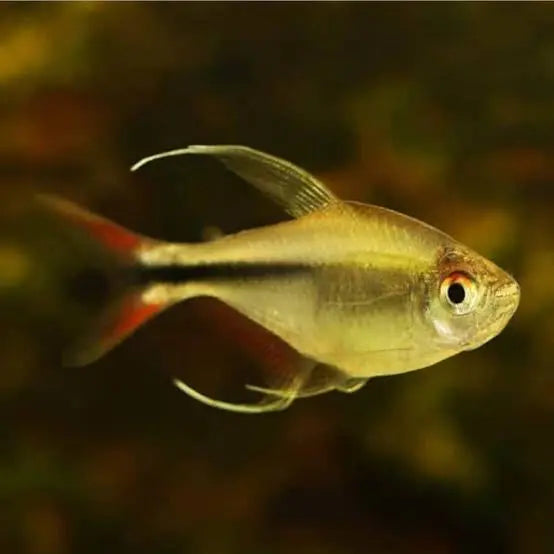 Tetra - Rare Phoenix 4.5cm Micro Aquatic Shop