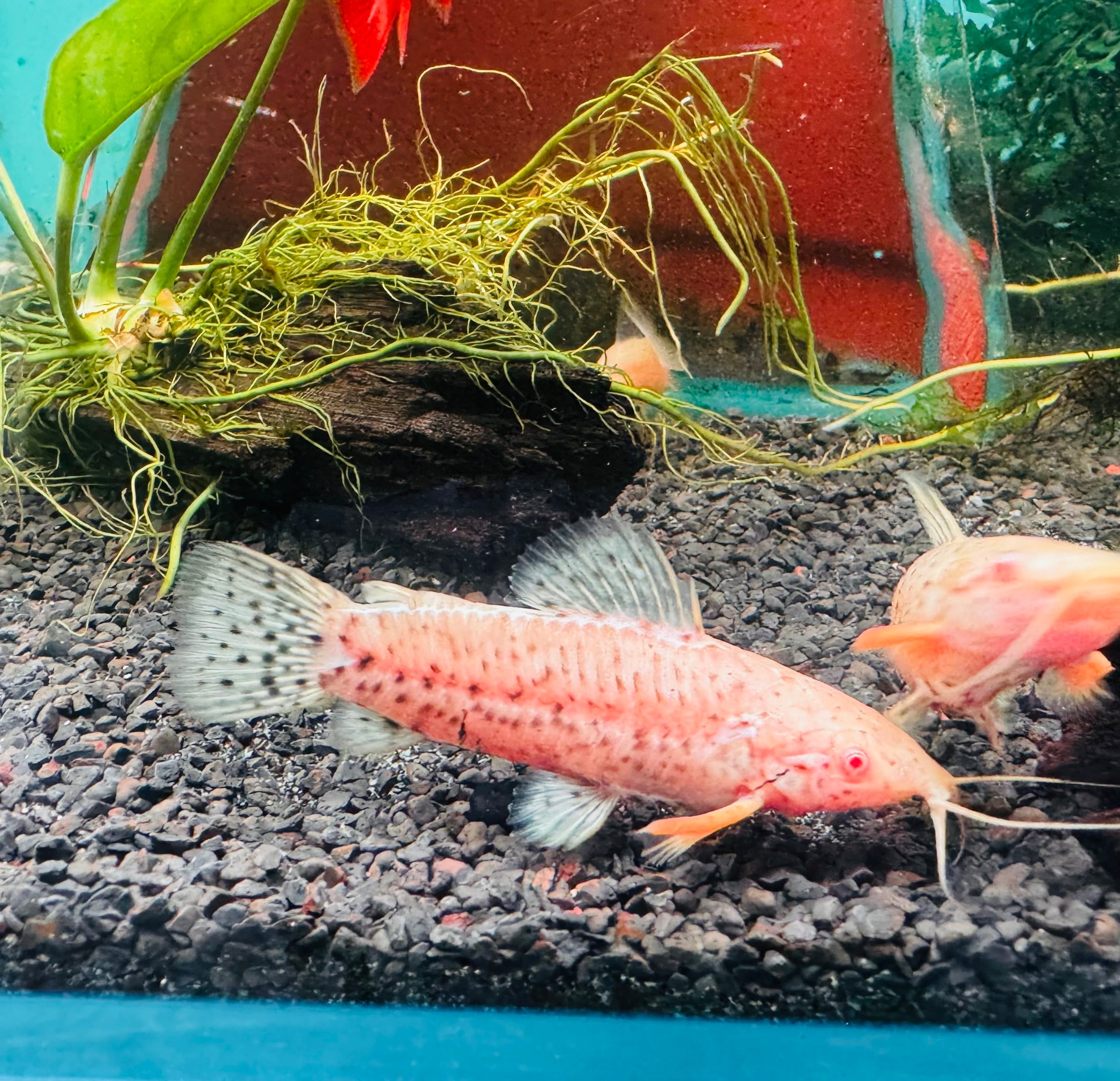 Catfish - Albino Spotted Hoplo 6cm Micro Aquatic Shop