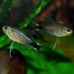 Tetra – Veilfins Tetra 3cm Micro Aquatic Shop