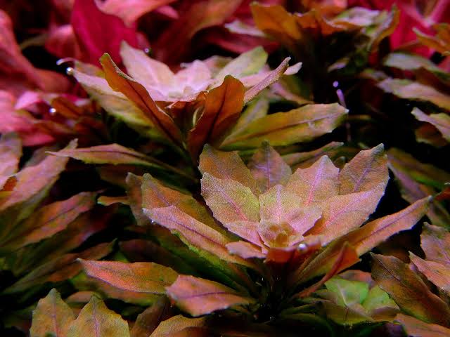 Ludwigia sphaerocarpa 'Mini' Liverpool Creek
