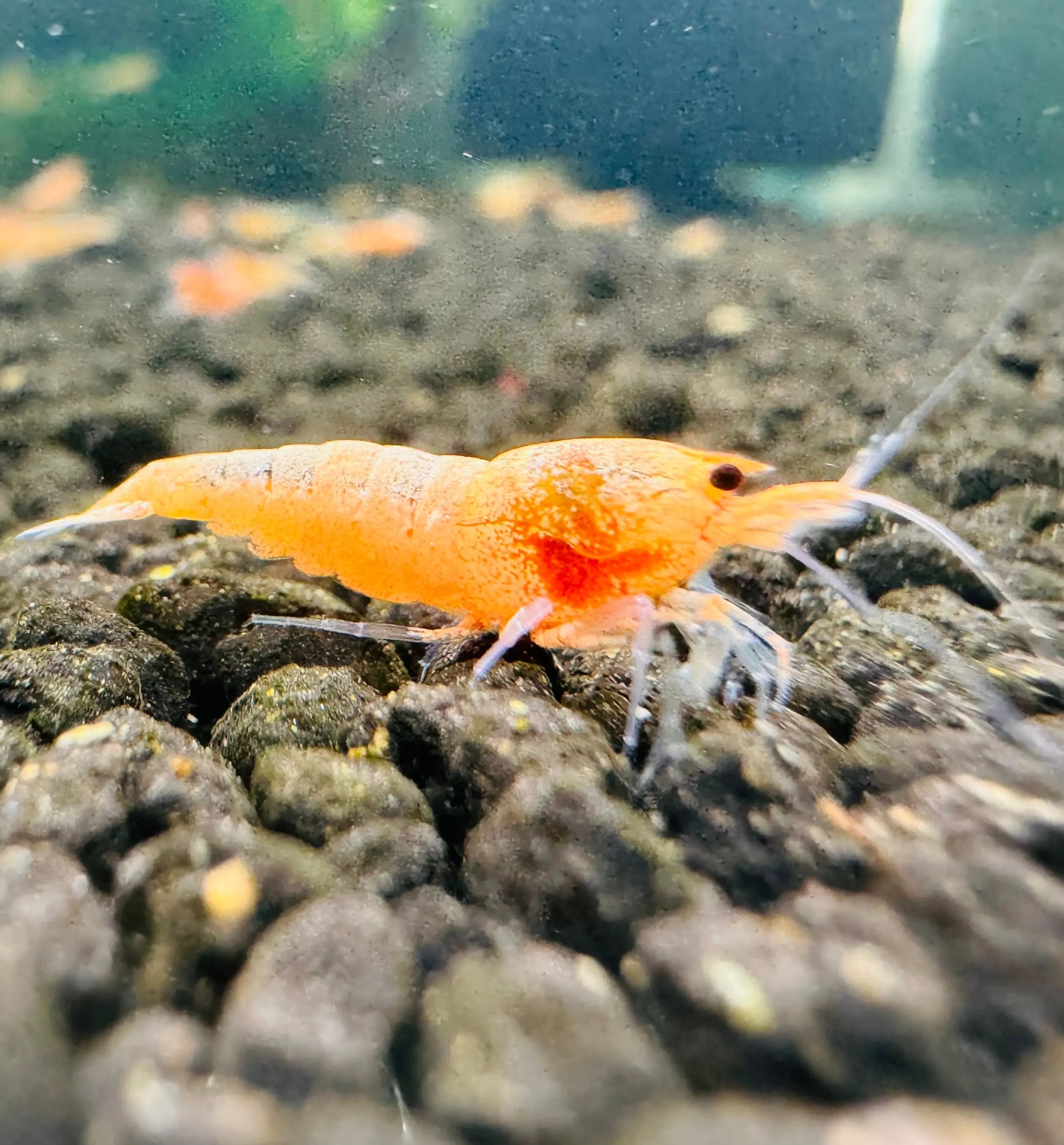 Peach Bolt Shrimp Micro Aquatic Shop