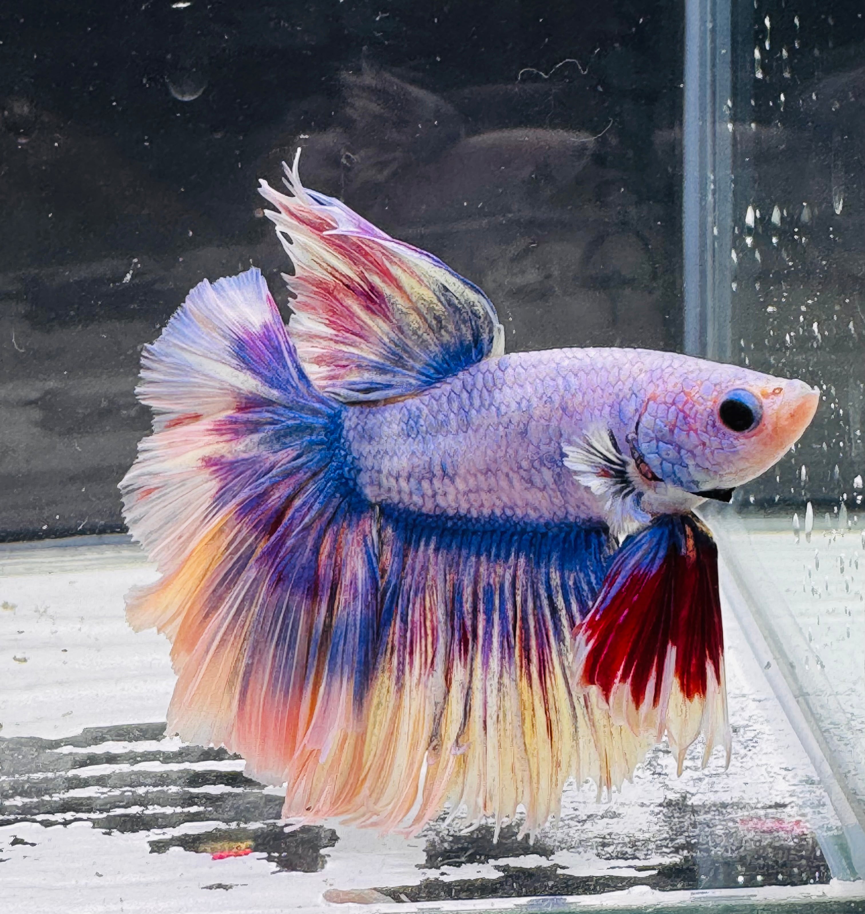 Betta Male - A Grade Half Moon Dreammy