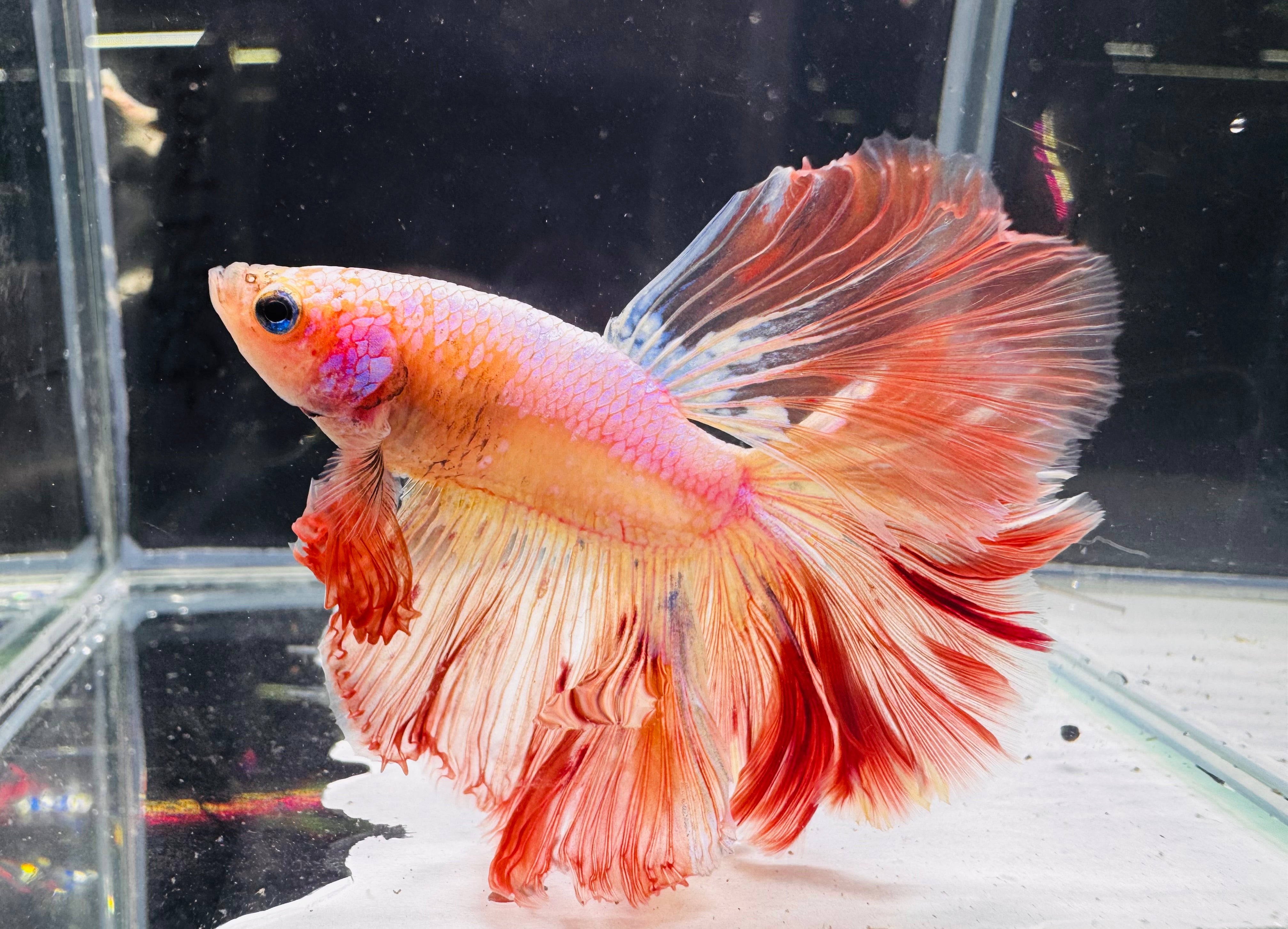 Betta Male - A Grade Half Moon Rose Gold