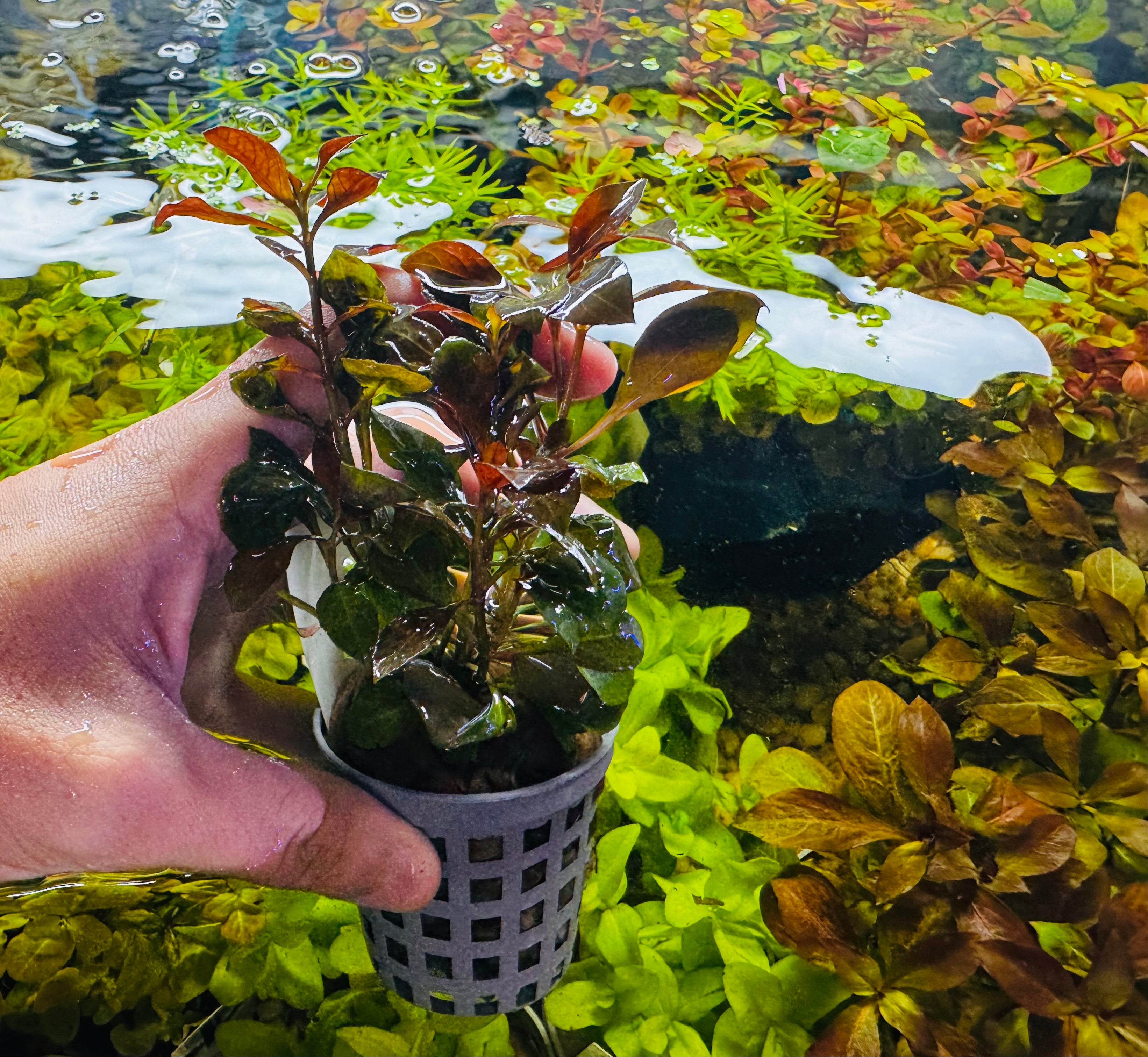 Buy 3 Get 1 Free Aquarium Plants Bundle