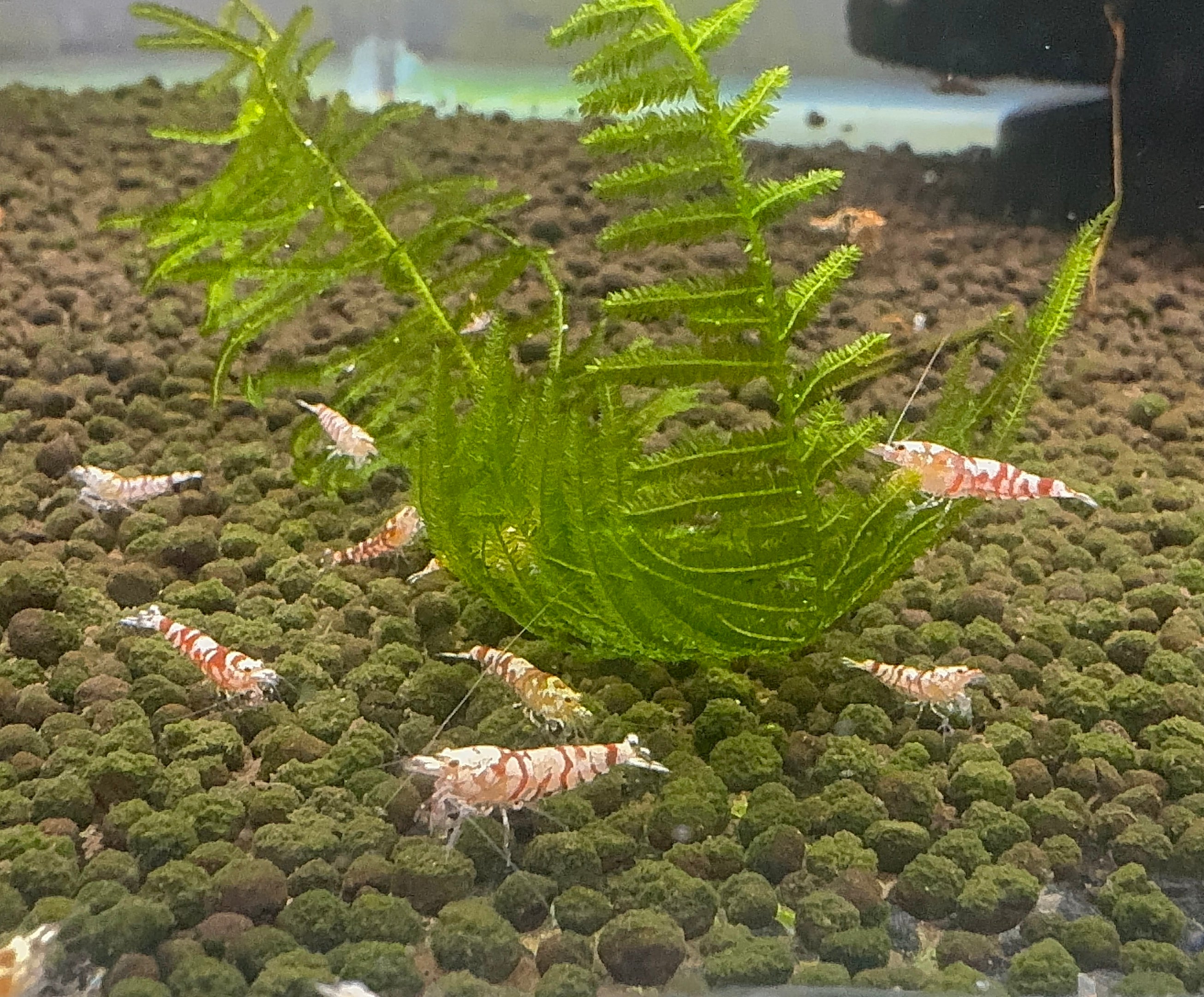 Caridina Shrimp - Red Fancy Tiger- Medium Grade