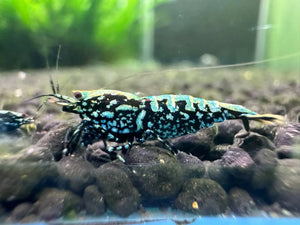 Black Snowflake - High Grade Micro Aquatic Shop