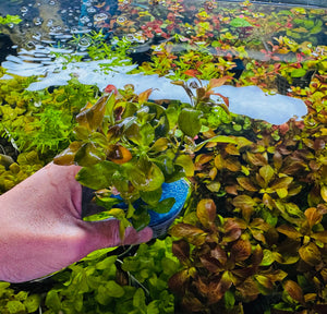 Buy 3 Get 1 Free Aquarium Plants Bundle Micro Aquatic Shop