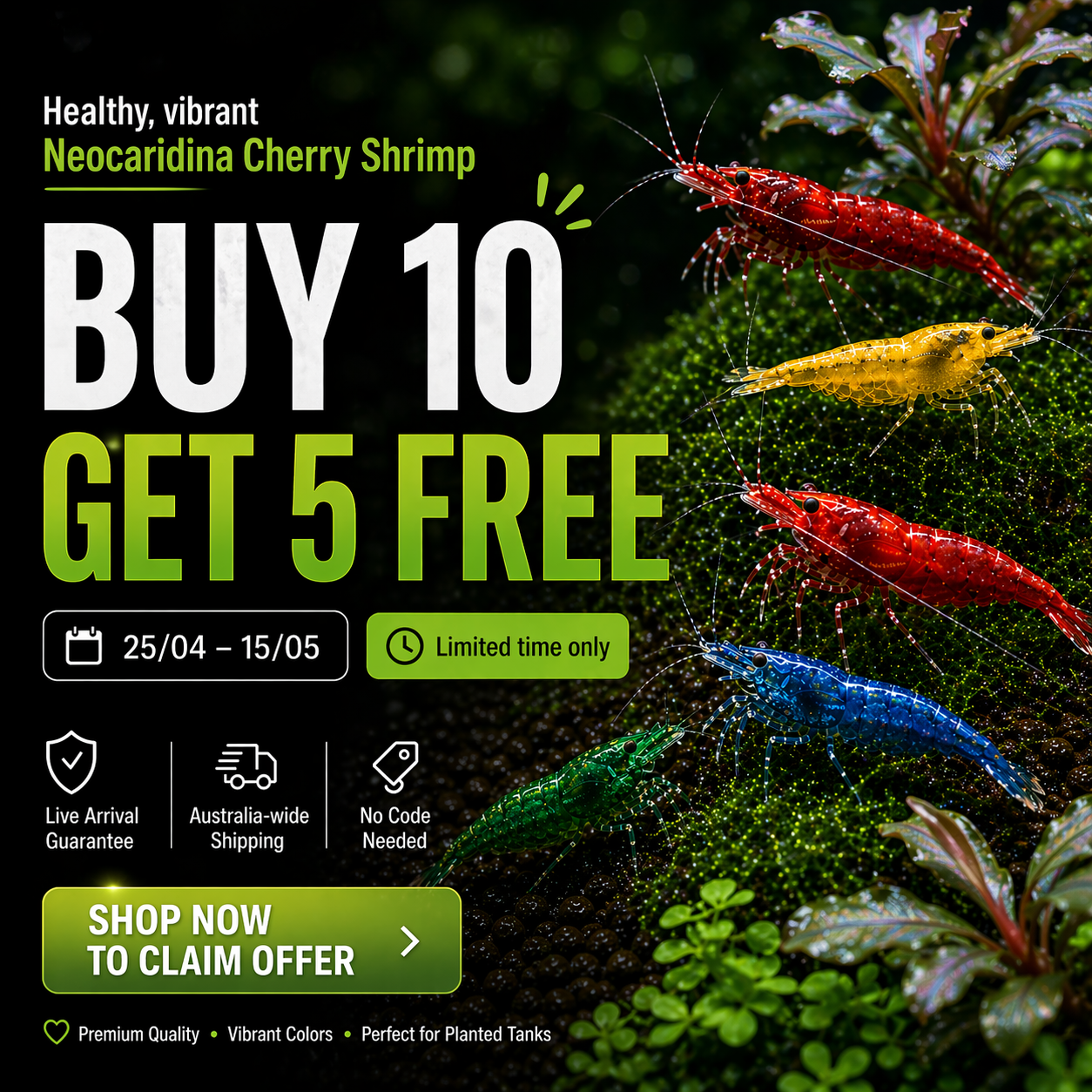 BUY 10 GET 5 FREE - BIGGEST CHERRY SHRIMP OFFER Micro Aquatic Shop