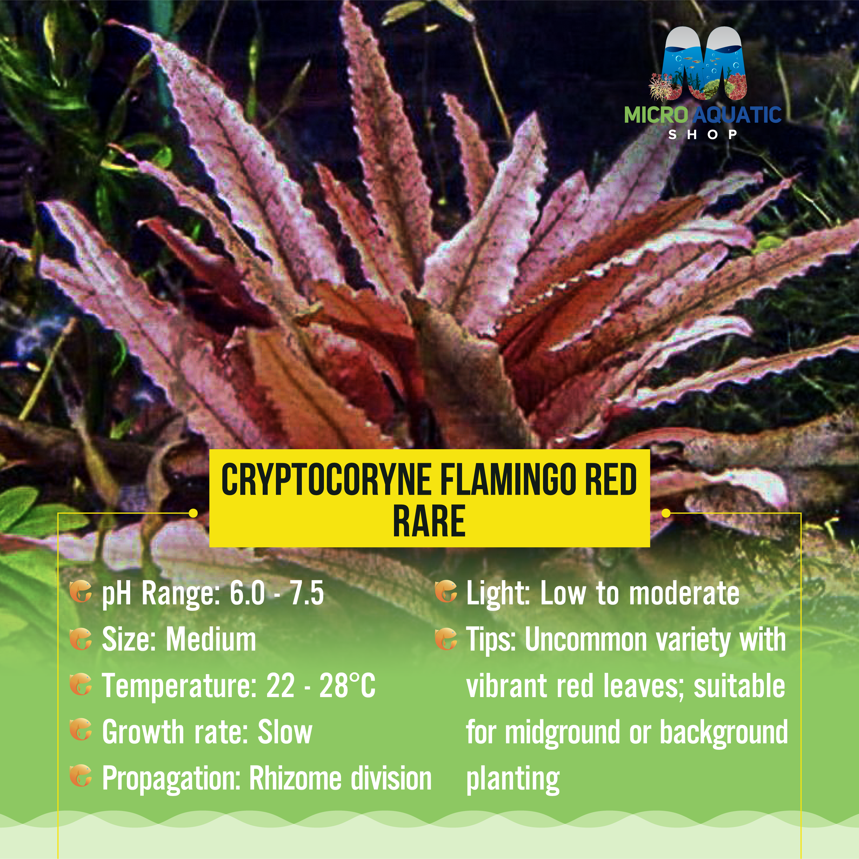Cryptocoryne Flamingo Red - Rare