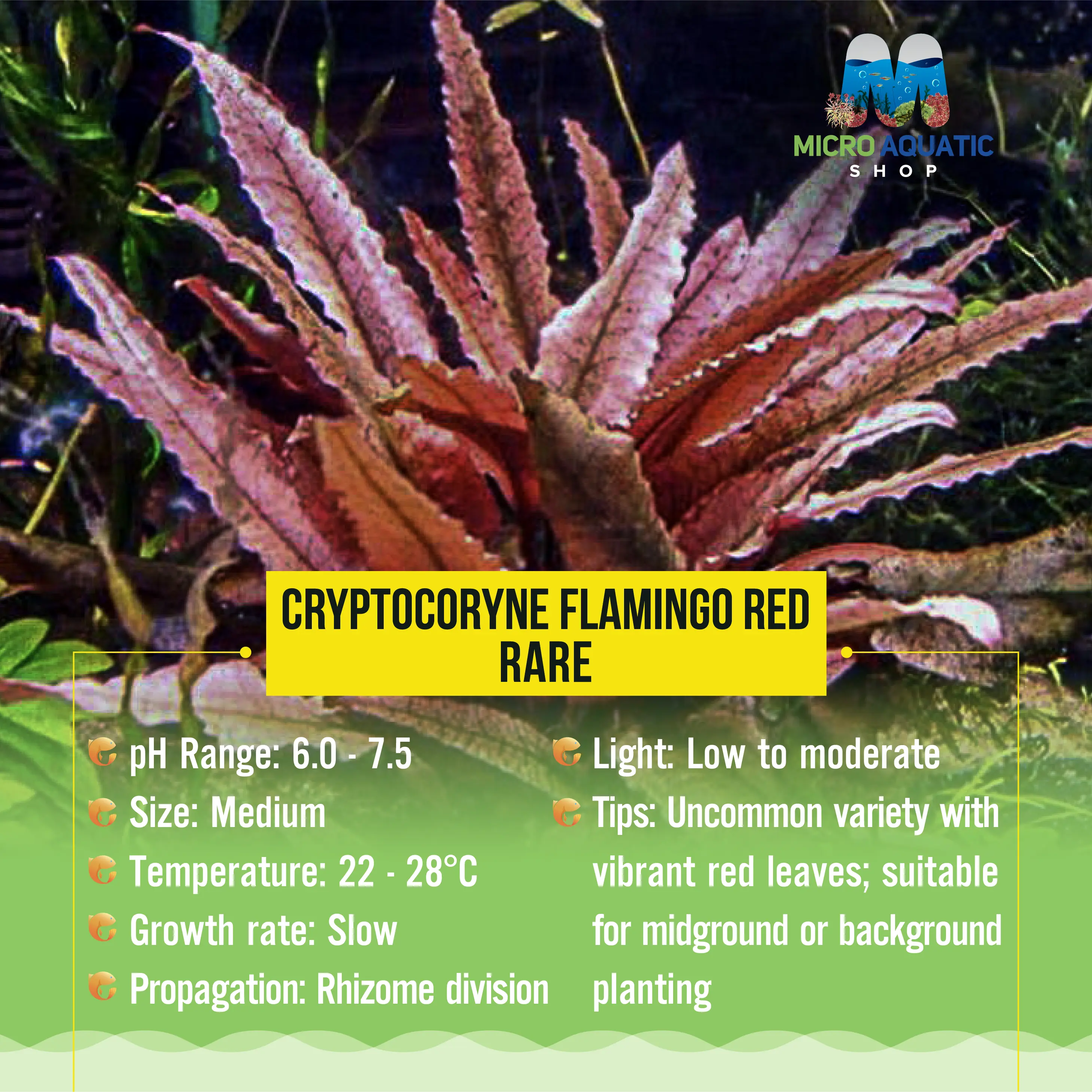 Cryptocoryne Flamingo Red - Rare Micro Aquatic Shop