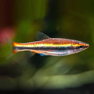 Pencil Fish - Golden Micro Aquatic Shop