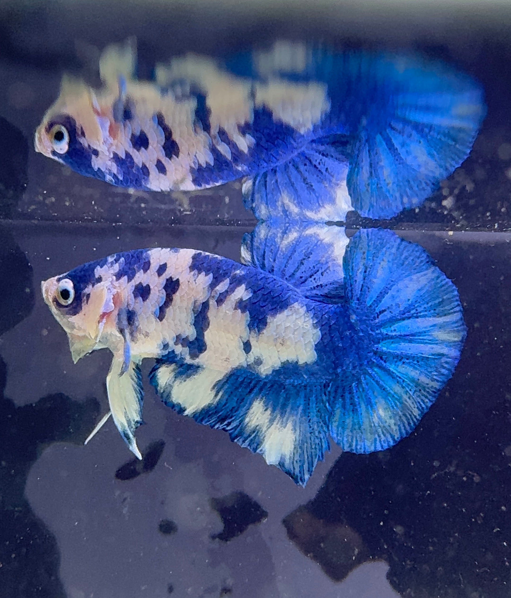 Marble Prince Male Beta 3