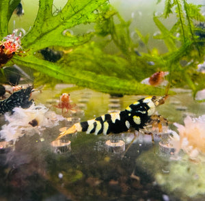 Caridina Shrimp - Mix Random Colour 1.5cm Micro Aquatic Shop