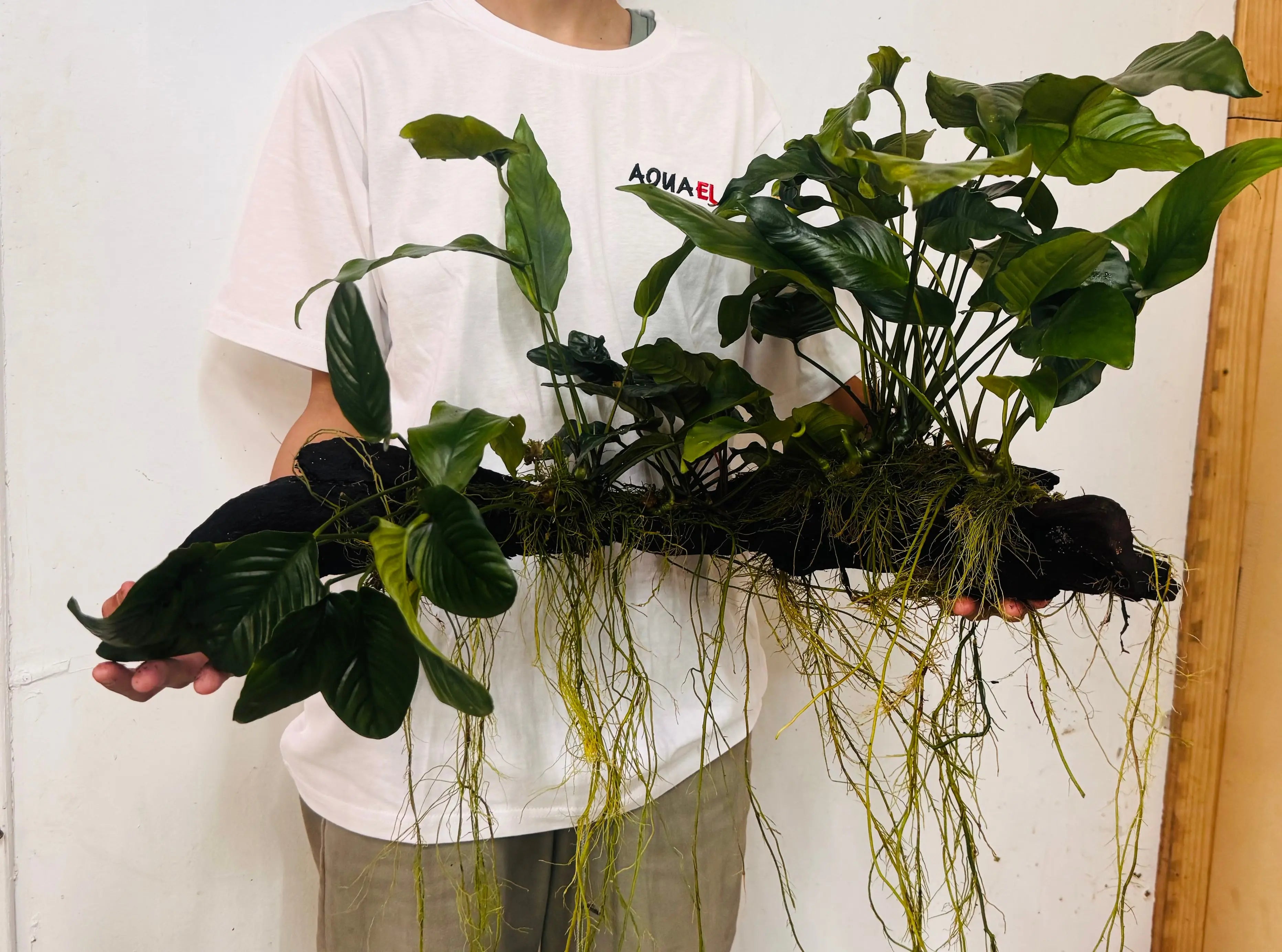 RAINFOREST GARDEN Driftwood Micro Aquatic Shop