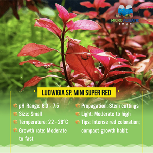 Ludwigia sp. Mini Super Red Micro Aquatic Shop