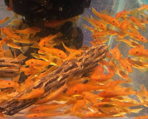 Super Red Pleco (ANCISTRUS SP.) Micro Aquatic Shop