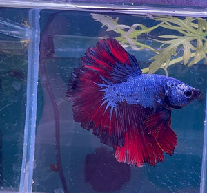 Betta Male - Dark Knight D2 Micro Aquatic Shop