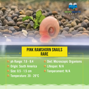 Rare Ramshorn Snail - Pink Micro Aquatic Shop