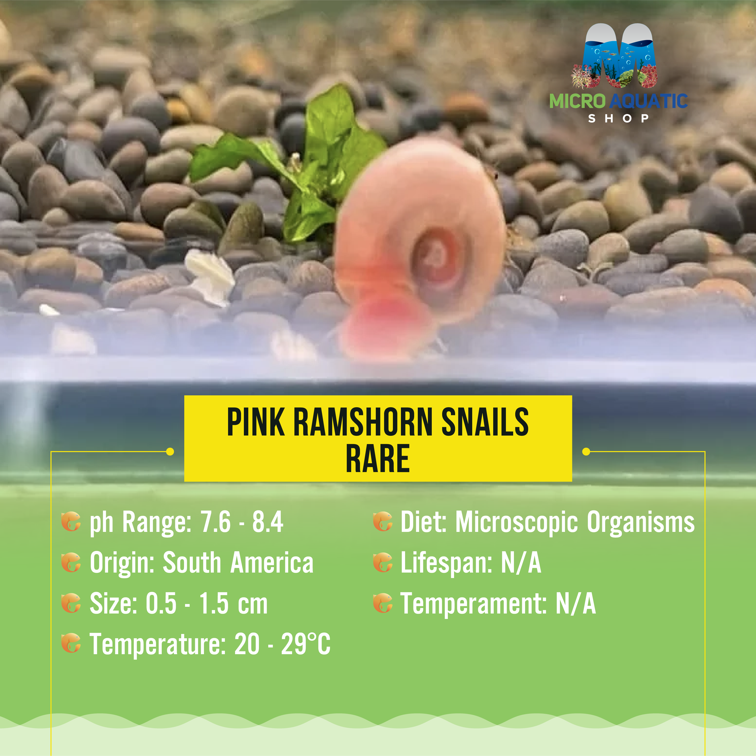 Rare Ramshorn Snail - Pink Micro Aquatic Shop