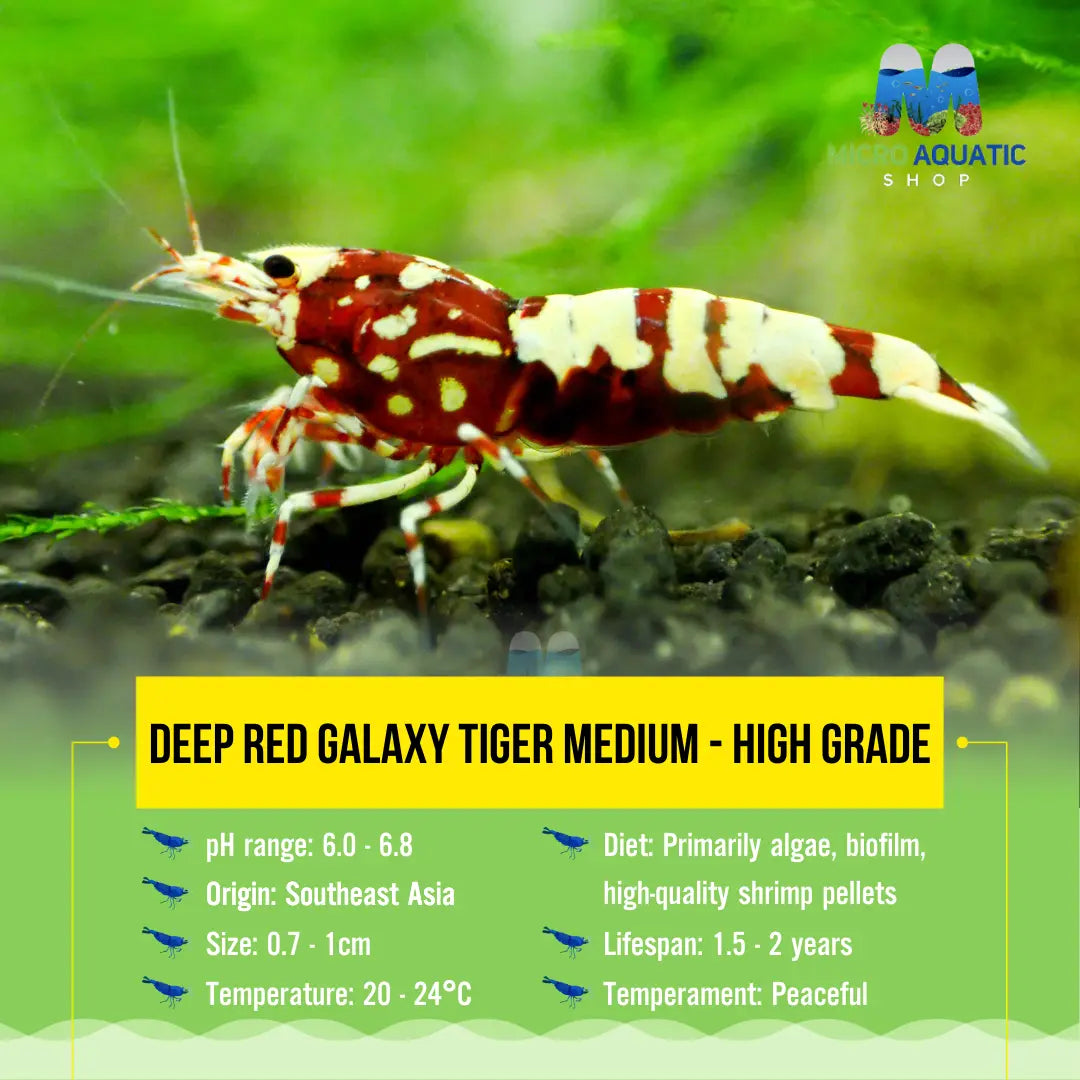 Deep Red Galaxy Tiger Medium - High Grade Micro Aquatic Shop
