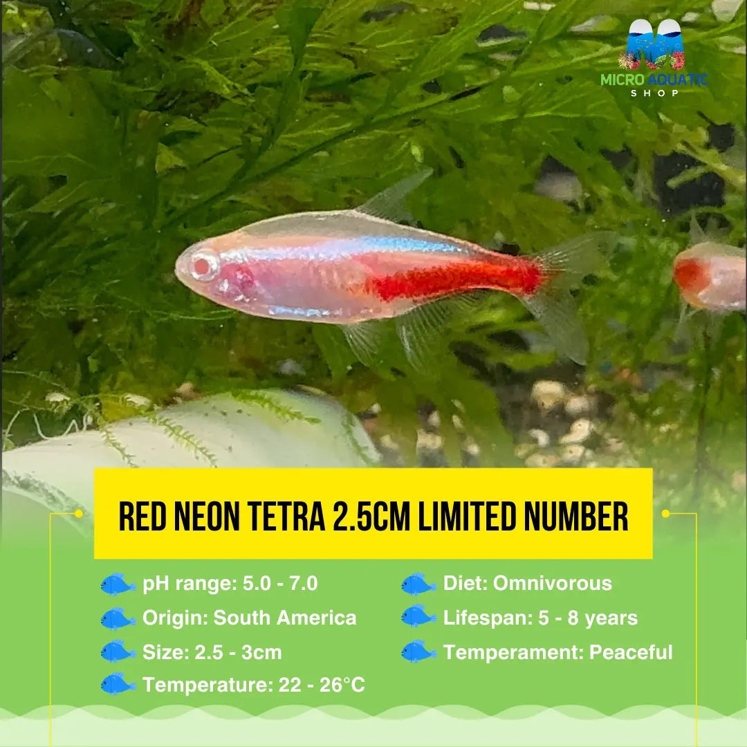 Tetra - Red Eyes Neon 2.5cm Micro Aquatic Shop
