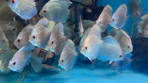 Discus - Blue Diamond 8-9cm Micro Aquatic Shop