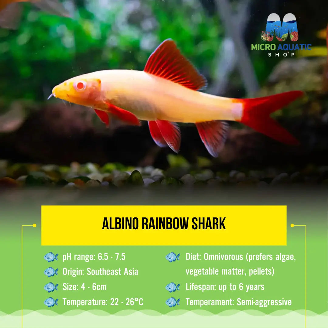Albino Rainbow Shark 6cm Show