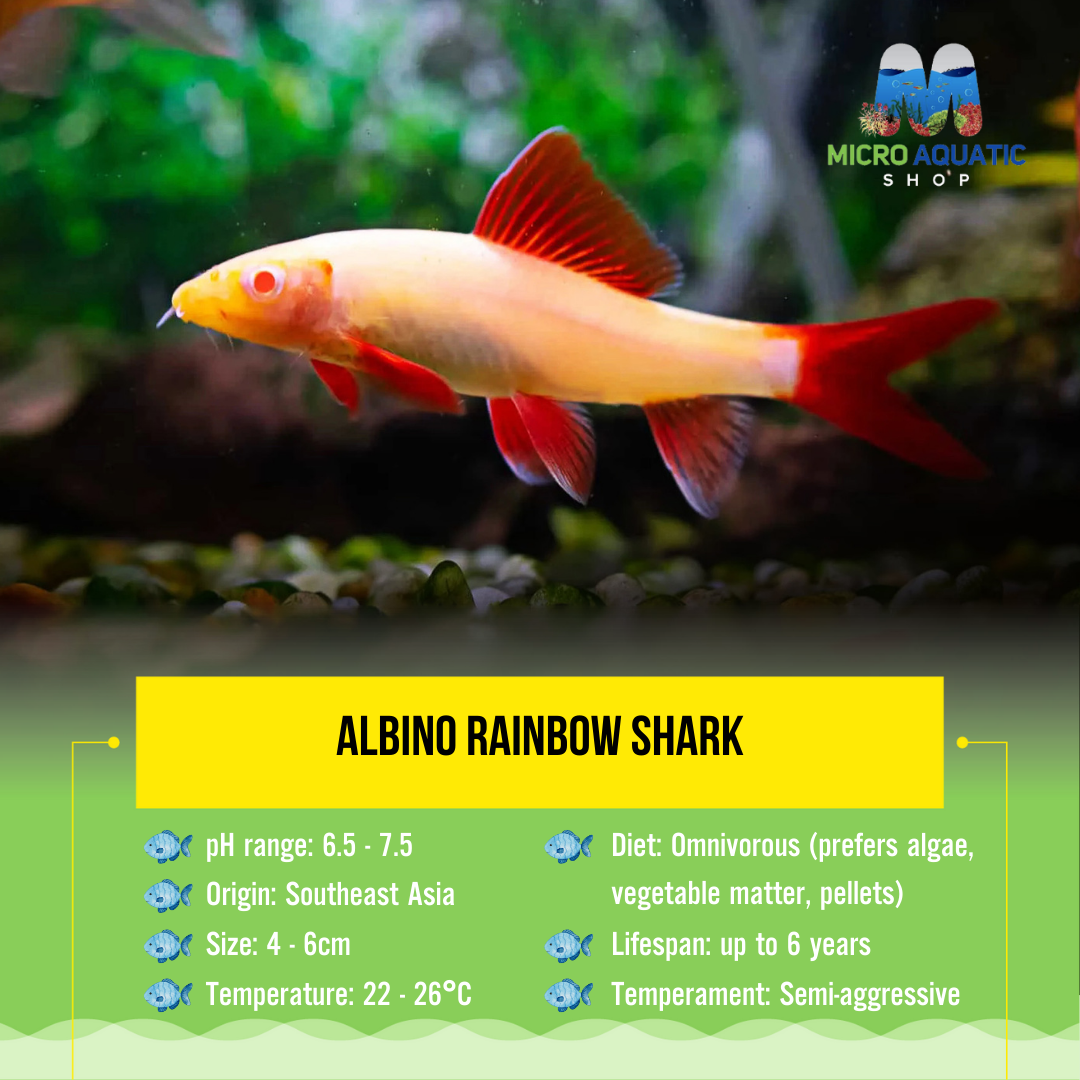 Albino Rainbow Shark Show Micro Aquatic Shop