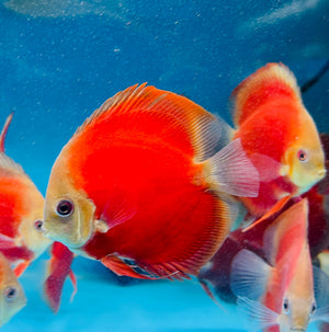 Discus - Red Velvet 11cm Show Micro Aquatic Shop