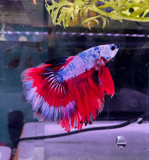 Betta Male - Dark Knight D1 Micro Aquatic Shop
