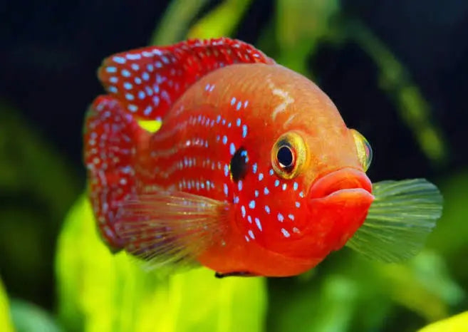 African Cichlid – Red Forrest Jewel 4cm Micro Aquatic Shop