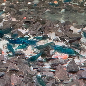 Shrimp Snow 50gr Micro Aquatic Shop