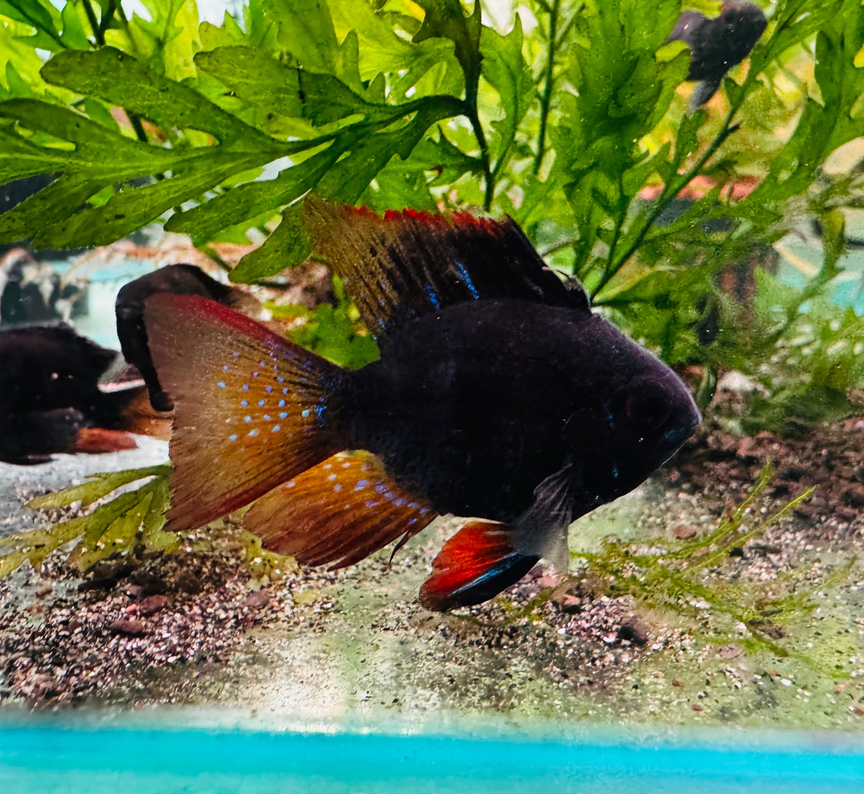 Dwarf Cichlid - Dark Knight Balloon Ram 4cm Micro Aquatic Shop
